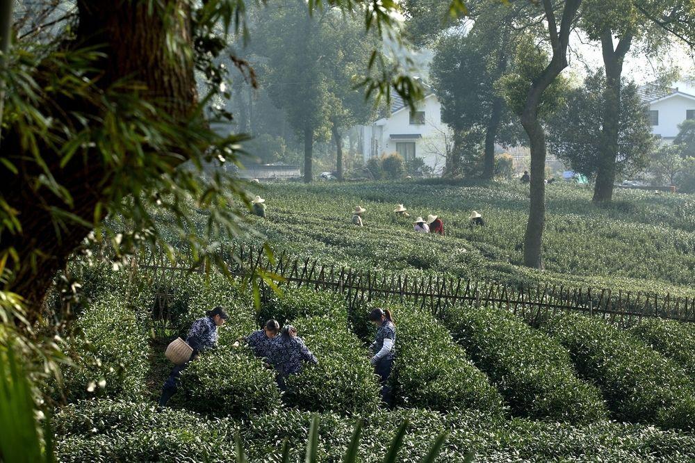 Landison Longjing Resort Hangzhou Esterno foto